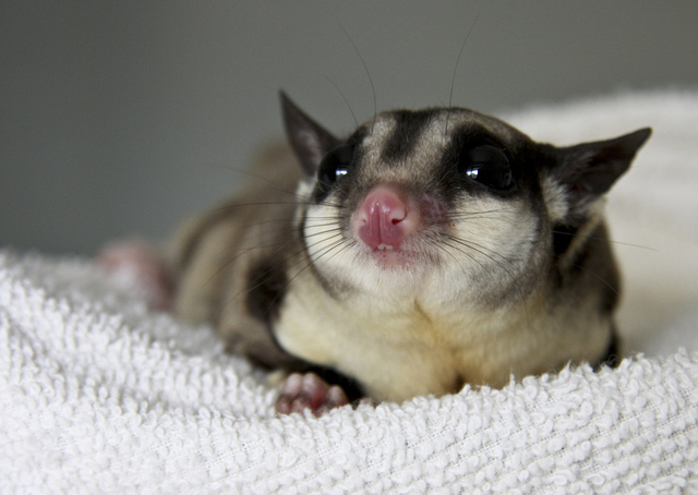 I got a sugar glider