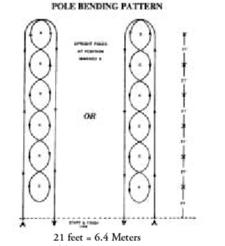 trained my first horse