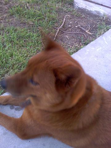 Bear became part of our family