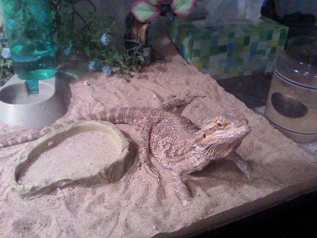 bearded dragon