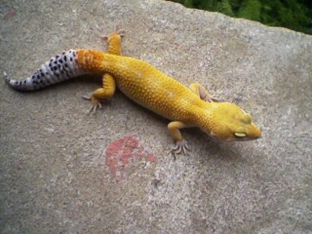 leopard gecko