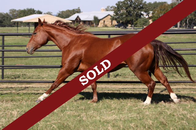 Joey is bought at horse sale