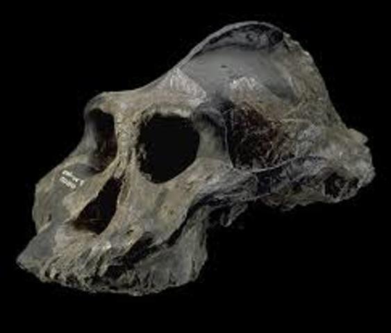 3.	Paranthropus aethiopicus( 2.6 Millones de años)