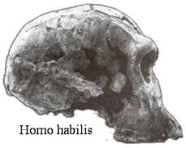 Homo habilis (del latín homo, 'hombre', y habilis, 'hábil') (2.5 Millones de años)