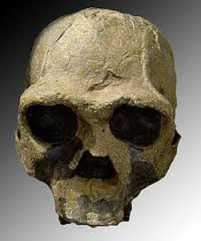 5.	Homo ergaster : (1.9 Millones de años)
