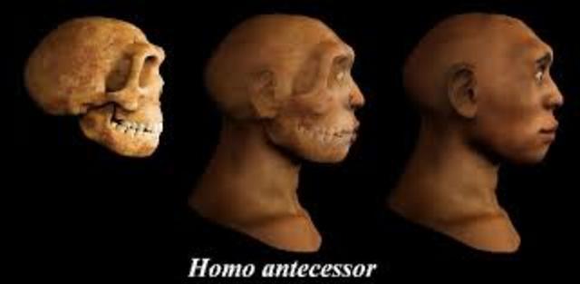 Homo antecesor:  (900.000 Años)