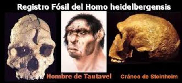 Homo heidelbergensis: (600.000 Años)
