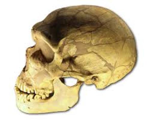 Homo neanderthalensis : (230.00 Años)