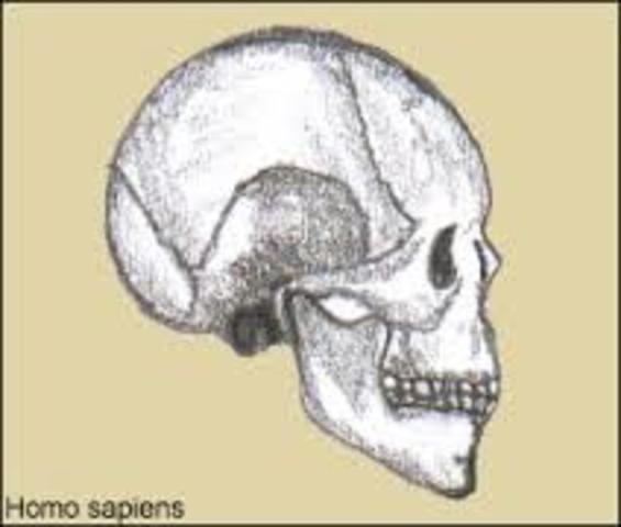 Homo sapiens, del latín homo ‘hombre’ y sapiens ‘sabi0 (30.000 Años)
