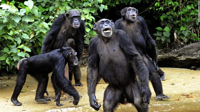 Spared 110 Chimps from Use as Research Subjects