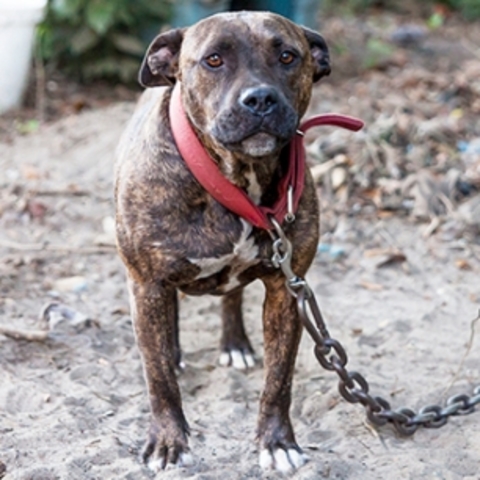 Huge dogfighting operation busted