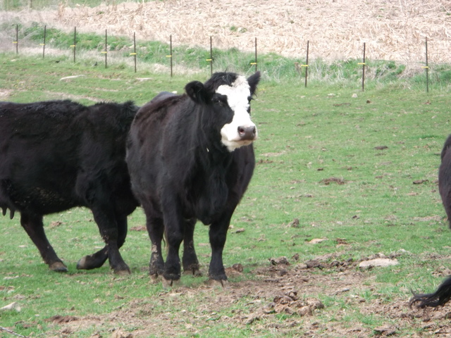Hildagard wurde gekauft