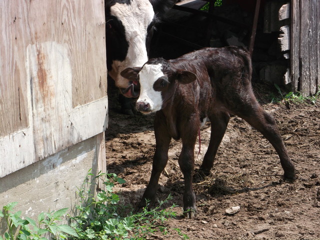Hildagard hat ihr erstes Kalb.