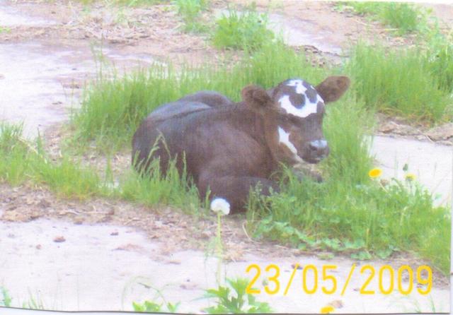 Hildagard hat ihr zweites Kalb.
