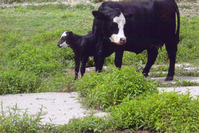 Hilda hat ihr erte kalb