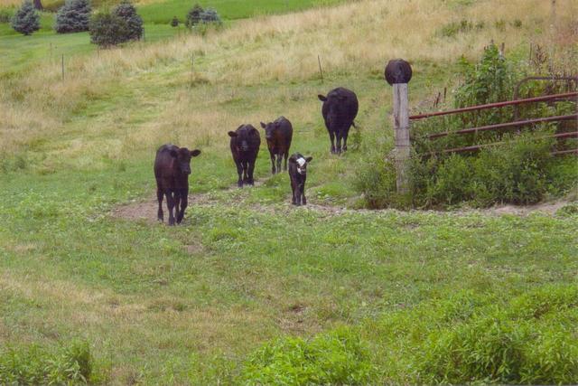 Hilda hat ihr zweite kalb