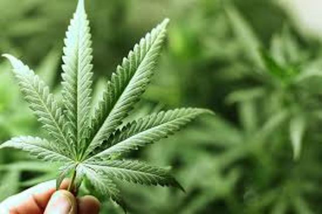 8000 ac :La Mrihuana