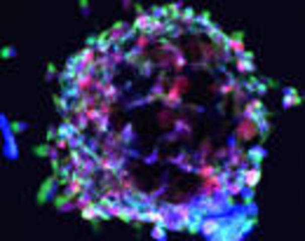 Ingenieria de la celula madre