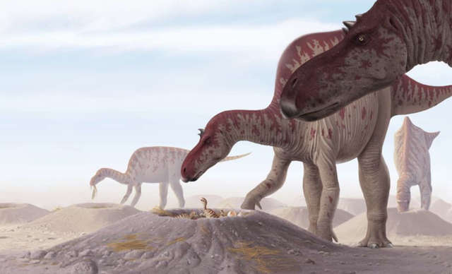 Jack Horner discovers Maiasaurus