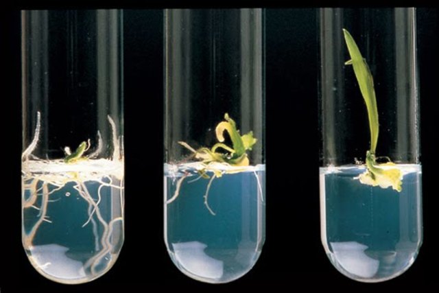 Ingeniería genética