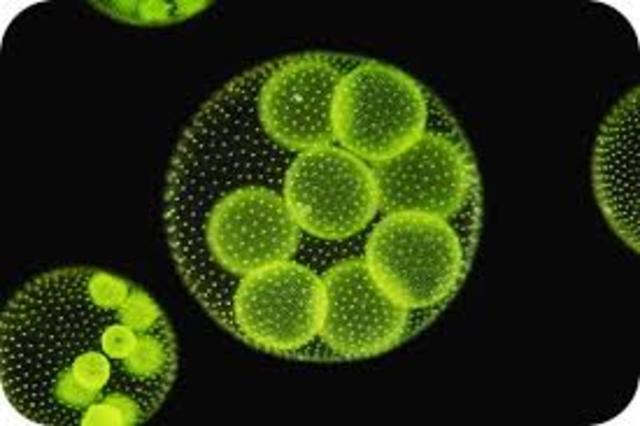 the first photosynthetic organism