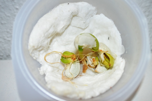 Com surtiré d'aquí?