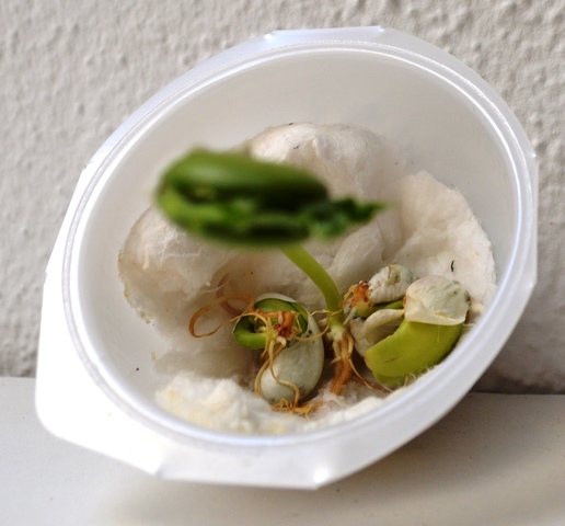 Com surtiré d'aquí?