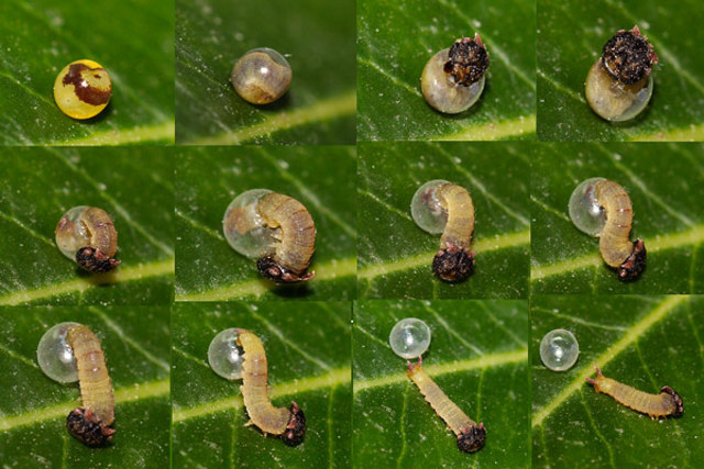 L'eruga surt de l'ou