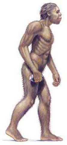 Homo Habilis