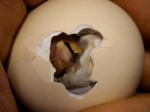 Començo a trencar la closca de l'ou!