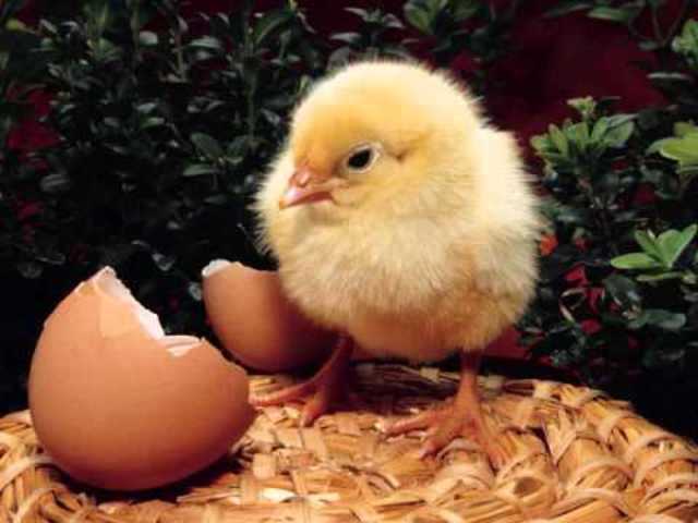 Per fi he sortit! piu piu