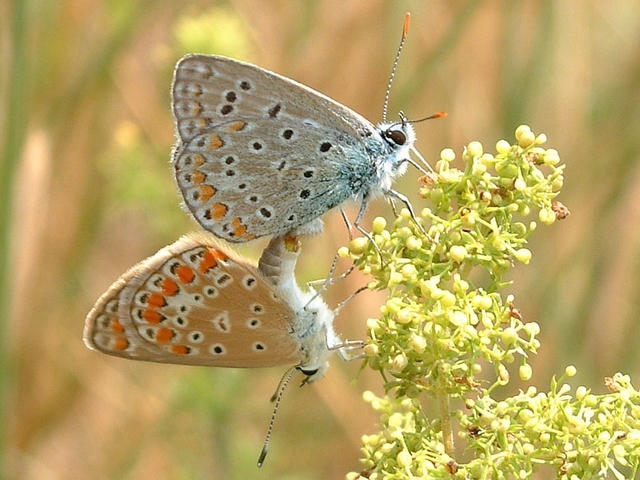 Etapa de reproducció