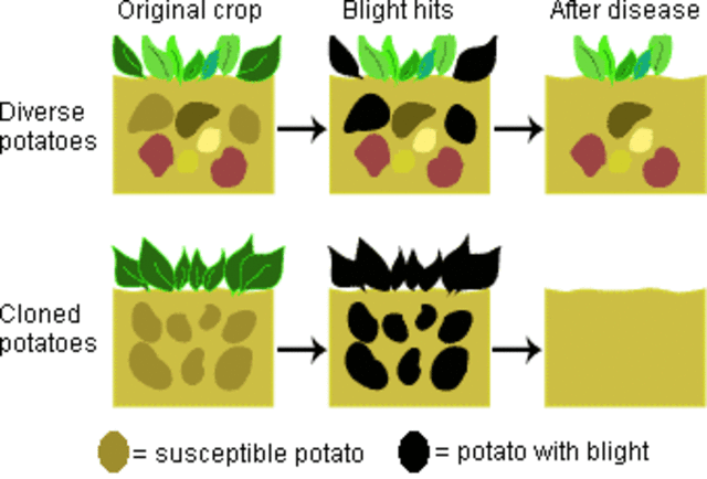 The Potato Famine Begins