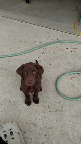 Ich habe ein Huendchen gekreigt.