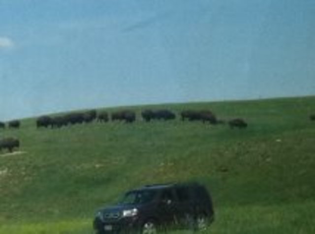 Ich bin nach South Dakota gefahren.