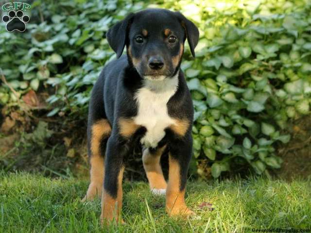 Ich habe Pudge hat gekreigt