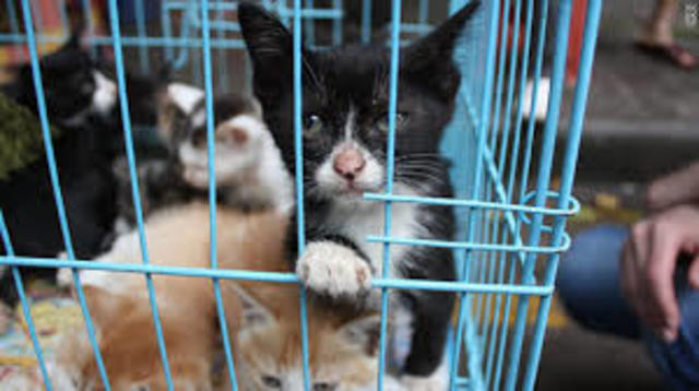 Thorndike primeros estudios controlados