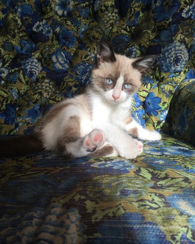 Ich habe eine Katze gekriegt!