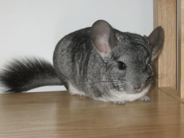 Mein Chinchilla gestorben