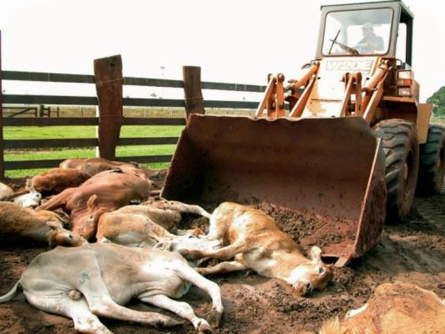 Fiebre aftosa en México