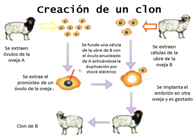 Clonacion