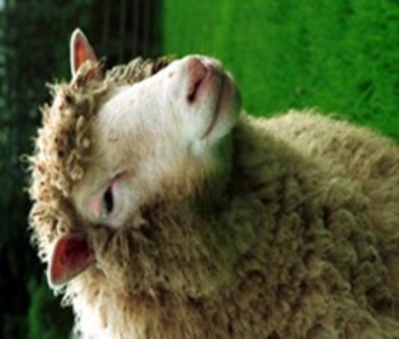 CLONACION DE LA OVEJA