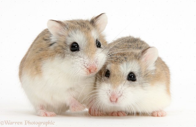 Hamsters