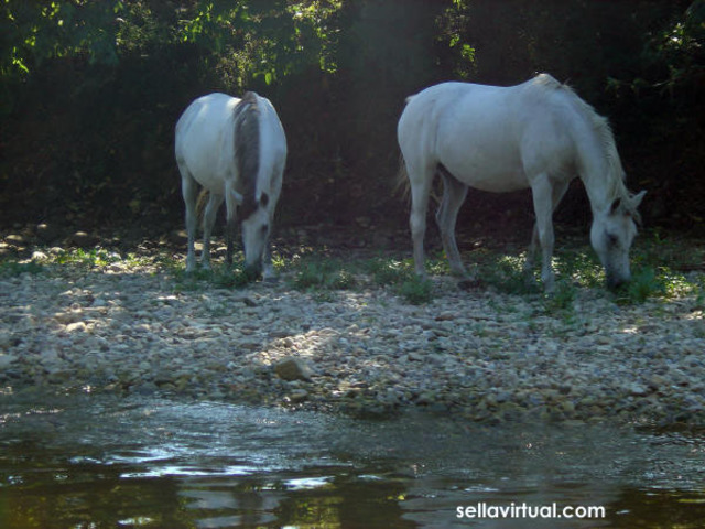 Adopta caracter nacional