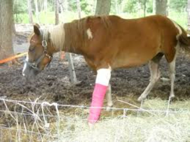 Eliajh finds a injured horse that is rider less horse at midnight. (FICTION)