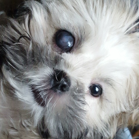 Ich bin einen Hund bekommen.