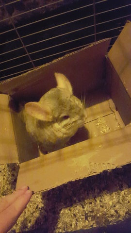 Ich bin eine Chinchilla