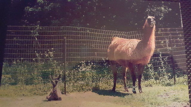 Ich habe Llamas gehabt.