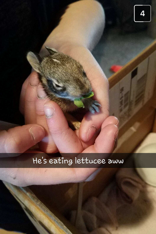 Wir haben Hasen gefunden.