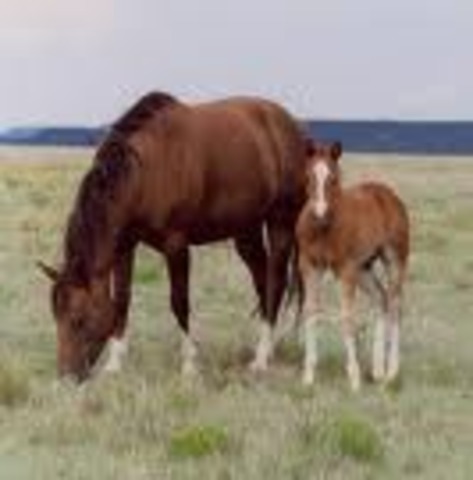 i rode my first horse